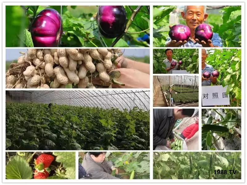 礦源黃腐酸鉀——精品肥!1公斤=8噸有機肥!新疆源頭直發(fā)。。