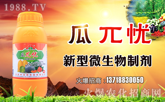 甜瓜早衰漫談之一:預防早衰就要讓根生長在健康土壤