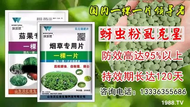 蚜蟲、飛虱防不?一片藥輕松搞定!預(yù)防率95%,持效長達(dá)120天!