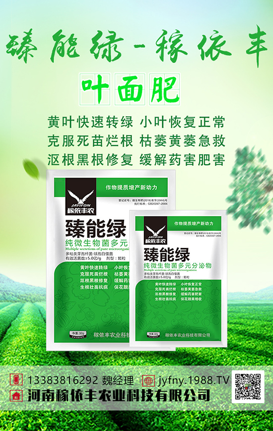 黃瓜雖好吃,但黃瓜上肥時要注意這些事項(xiàng)!