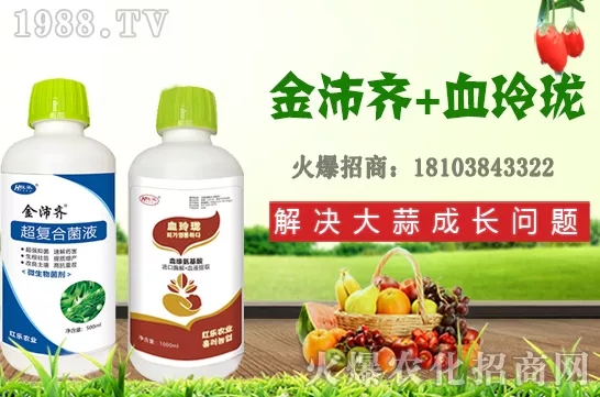 四季石榴生長(zhǎng)習(xí)性有哪些,四季石榴栽植技術(shù)及花果期管理!