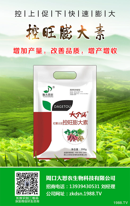 茄子瘋長到不結(jié)果是咋回事?該如何預防?茄子瘋長的發(fā)生原因及預防措施!