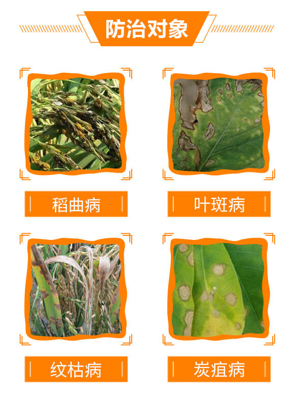 300克每升苯醚·丙環(huán)唑-生之藍-生農世澤_05