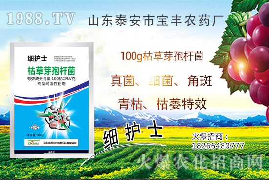 作物萎蔫、干枯,多半是發(fā)生了青枯。∏嗫莶S枯萎。〗棠汨b別難治病害!