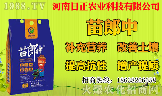 菠蘿種植多久結果?一年結幾次果?菠蘿種植技術要點!