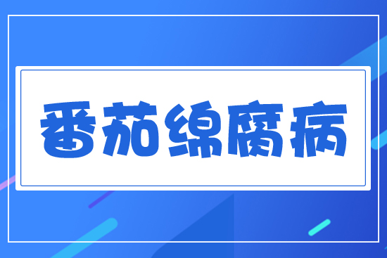 番茄綿腐病的