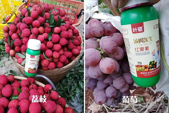 紅果素—只為轉色而生!轉色快、高,催紅不用愁!