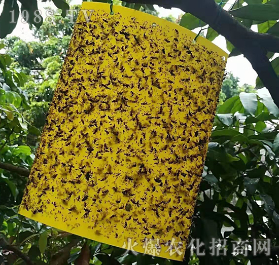 粘蟲板-悅地豐